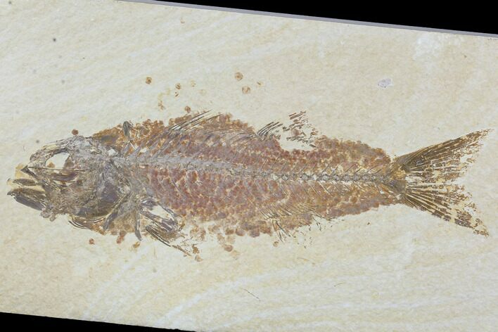 Scarce Mioplosus Fossil Fish - Wyoming #89642